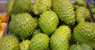 Manfaat Jus Sirsak untuk Kesehatan Ibu Hamil