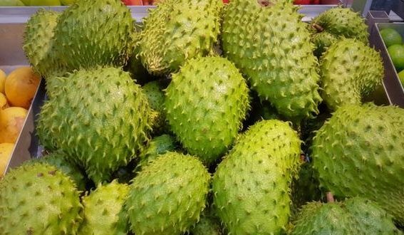 Manfaat Jus Sirsak untuk Kesehatan Ibu Hamil