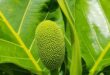 manfaat daun sukun kering dan cara mengolahnya_d6aa34b21.jpg