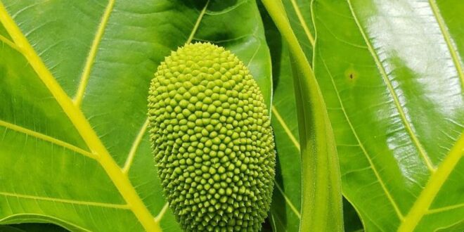 manfaat daun sukun kering dan cara mengolahnya_d6aa34b21.jpg