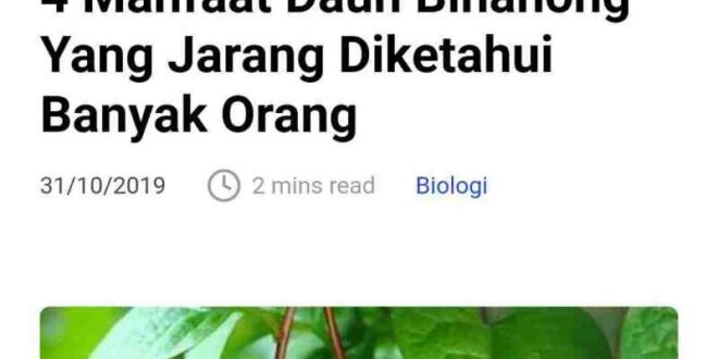 manfaat rebusan daun sirih bagi kesehatan yang jarang diketahui_9945680f9.jpg
