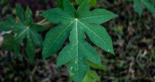 khasiat daun pepaya untuk pengobatan tradisional_15702fd82.jpg