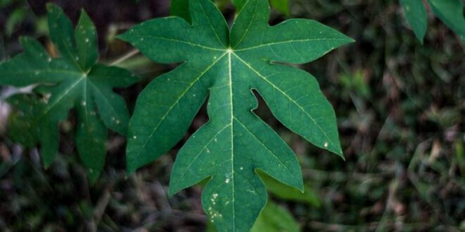 khasiat daun pepaya untuk pengobatan tradisional_15702fd82.jpg