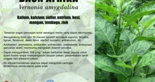 manfaat daun pepaya untuk kesehatan dan cara mengolahnya_bf2101b6e.jpg