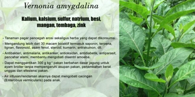manfaat daun pepaya untuk kesehatan dan cara mengolahnya_bf2101b6e.jpg