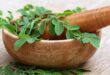 manfaat daun kelor untuk asam urat dan cara mengolahnya_099a7eef5.jpg