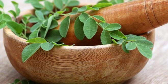 manfaat daun kelor untuk asam urat dan cara mengolahnya_099a7eef5.jpg