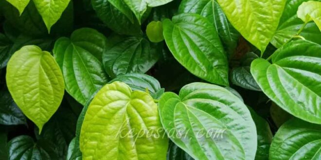 manfaat minum air rebusan sirih bagi wanita_96e647ab6.jpg