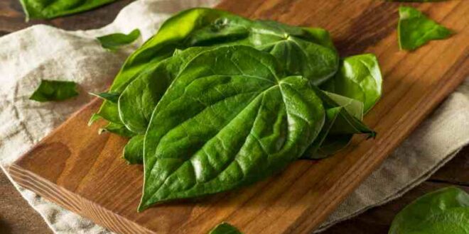 manfaat rebusan daun sirih bila diminum untuk miss v_c87f06eab.jpg