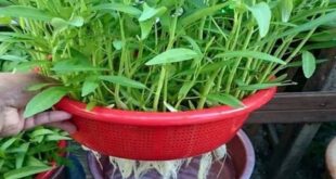 tanaman sayur yang tidak perlu banyak air_599e8d4be.jpg