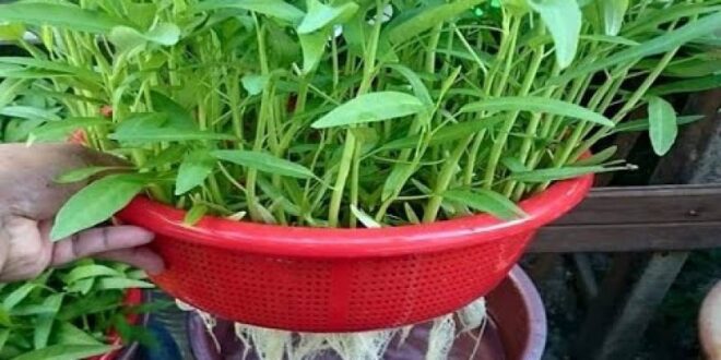 tanaman sayur yang tidak perlu banyak air_599e8d4be.jpg